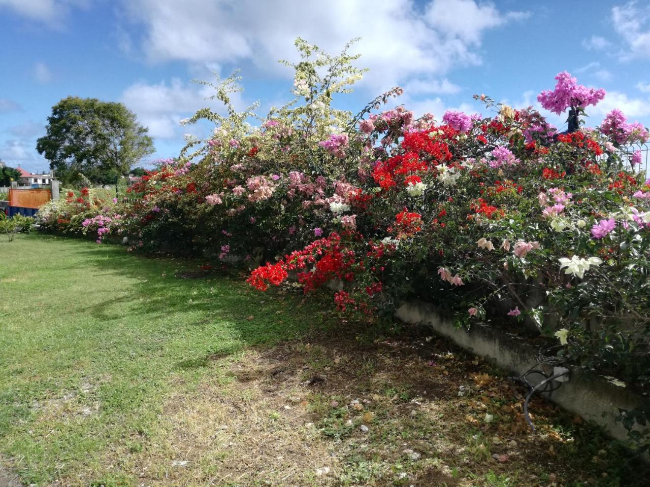 Au Jardin De Beausejour Hotel Capesterre Eksteriør billede